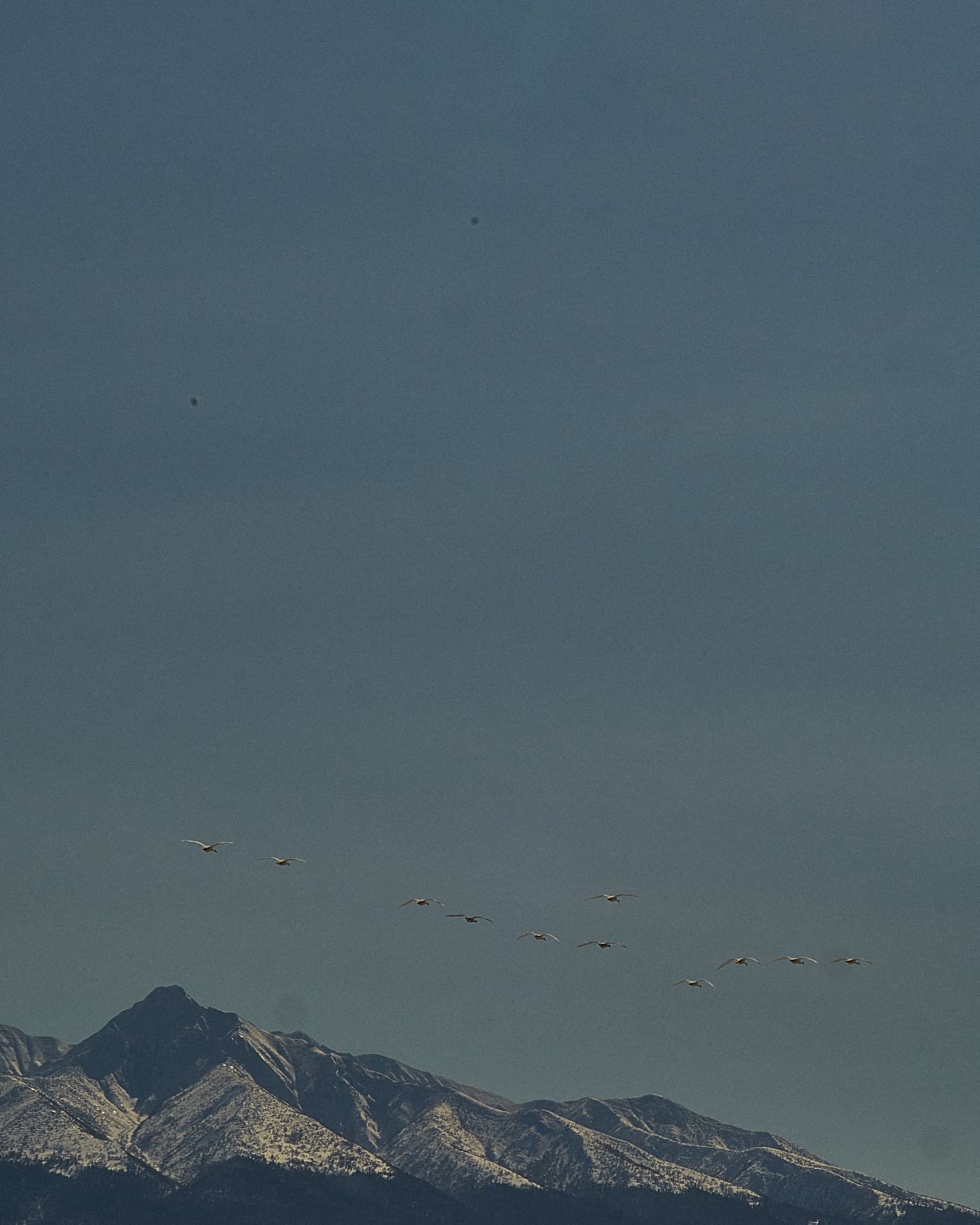 渡り鳥と知床半島