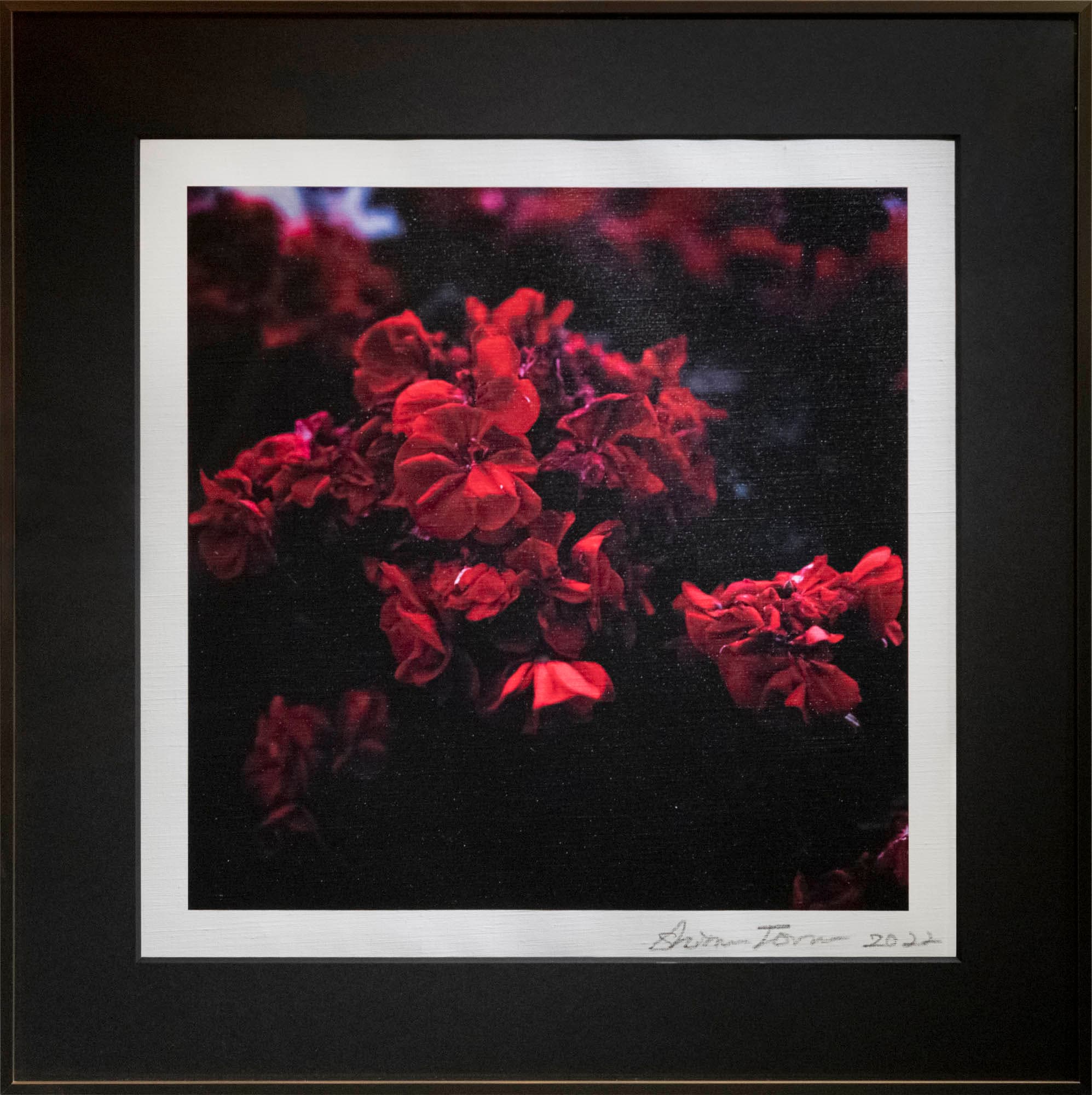 赤花のわたし Contrast